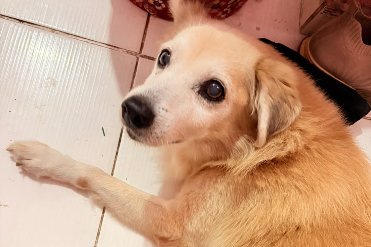 Família procura cachorro idoso desaparecido na Pedreira, em Belém