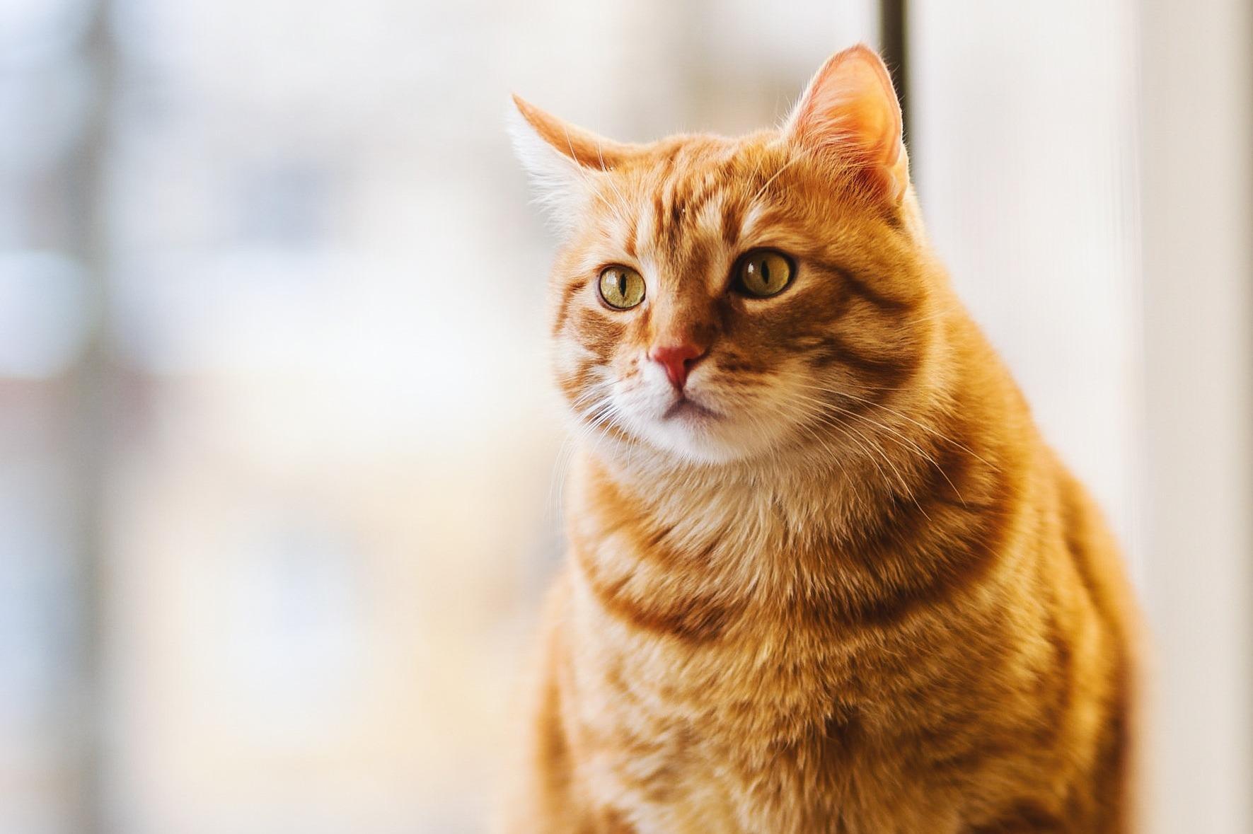 Um gato com respiração ofegante pode estar reagindo a uma situação pontual