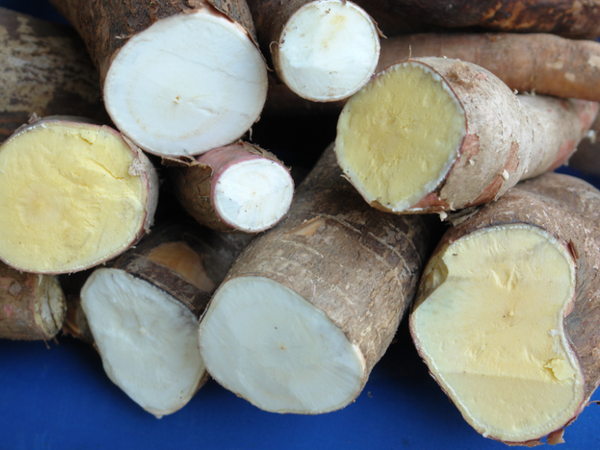 Mandioca tem ampla produção no Pará