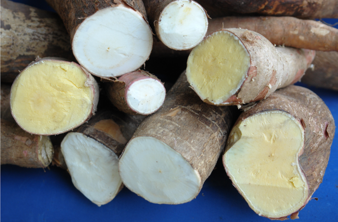 Mandioca tem ampla produção no Pará