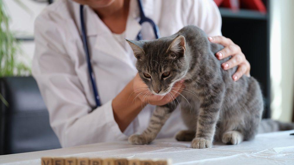 Levar o pet ao veterinário é a recomendação imediata