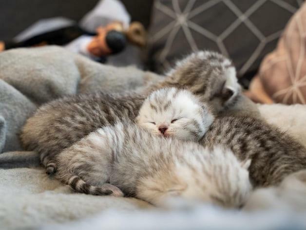 Filhotes de gatos